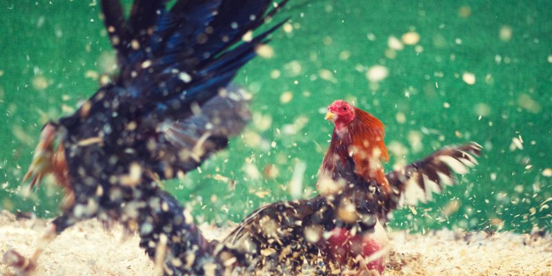 Cách chơi đá gà thomo trực tuyến tại nhà cái uy tín