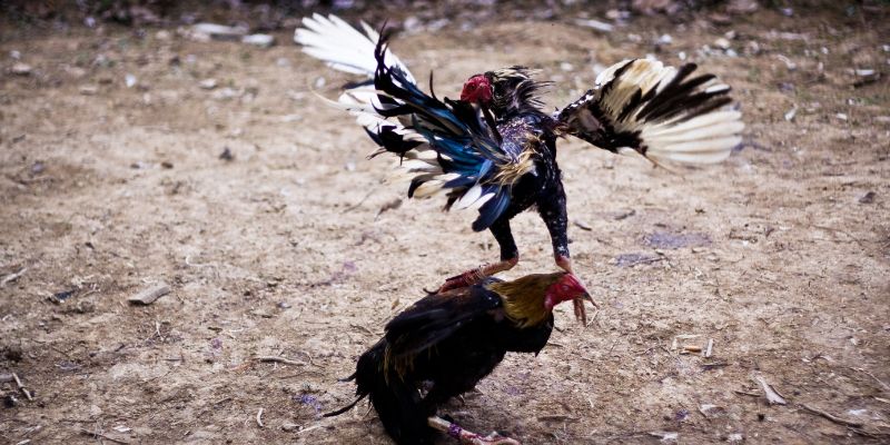Chiến thuật và mẹo tăng tỷ lệ thắng khi chơi đá gà cựa sắt