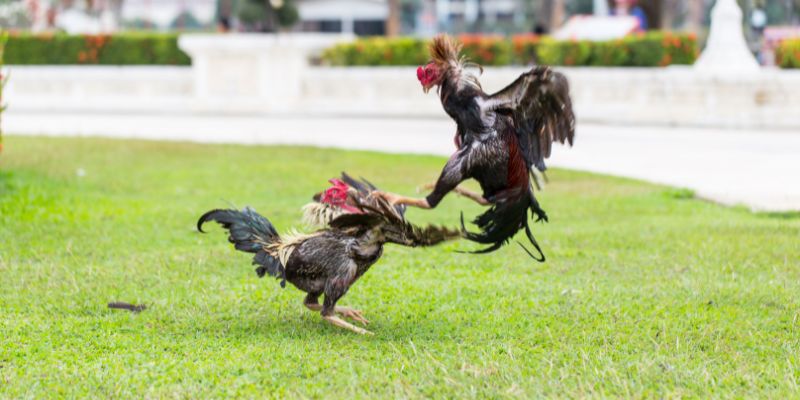 Kinh nghiệm cá cược đá gà Philippines hiệu quả